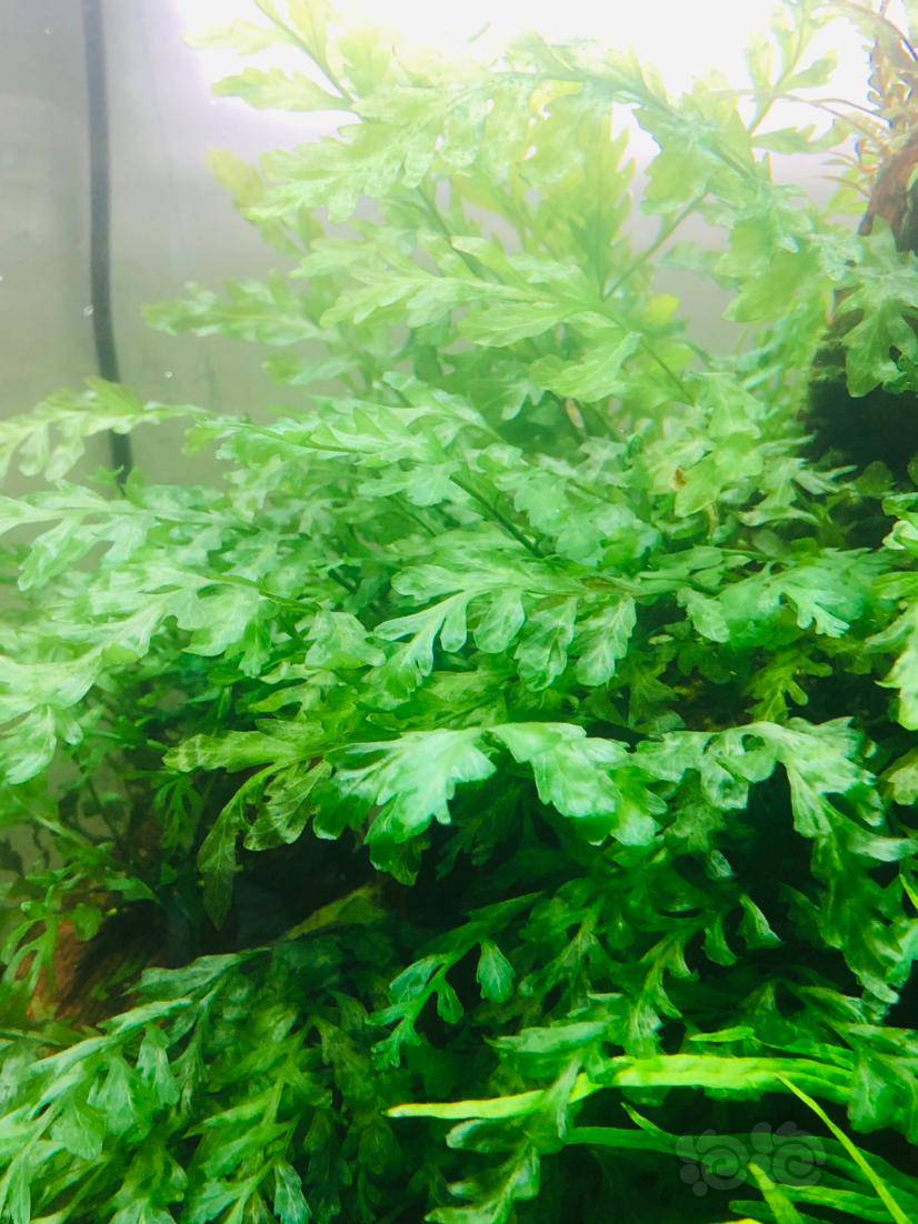 水草种植布局 泡泡水族