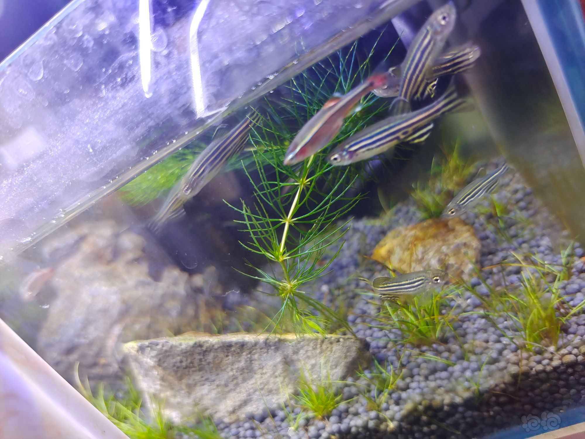 金鱼藻这东西简直就是水草界的缸霸 泡泡水族 金鱼藻这东西简直就是水草界的缸霸 泡泡水族