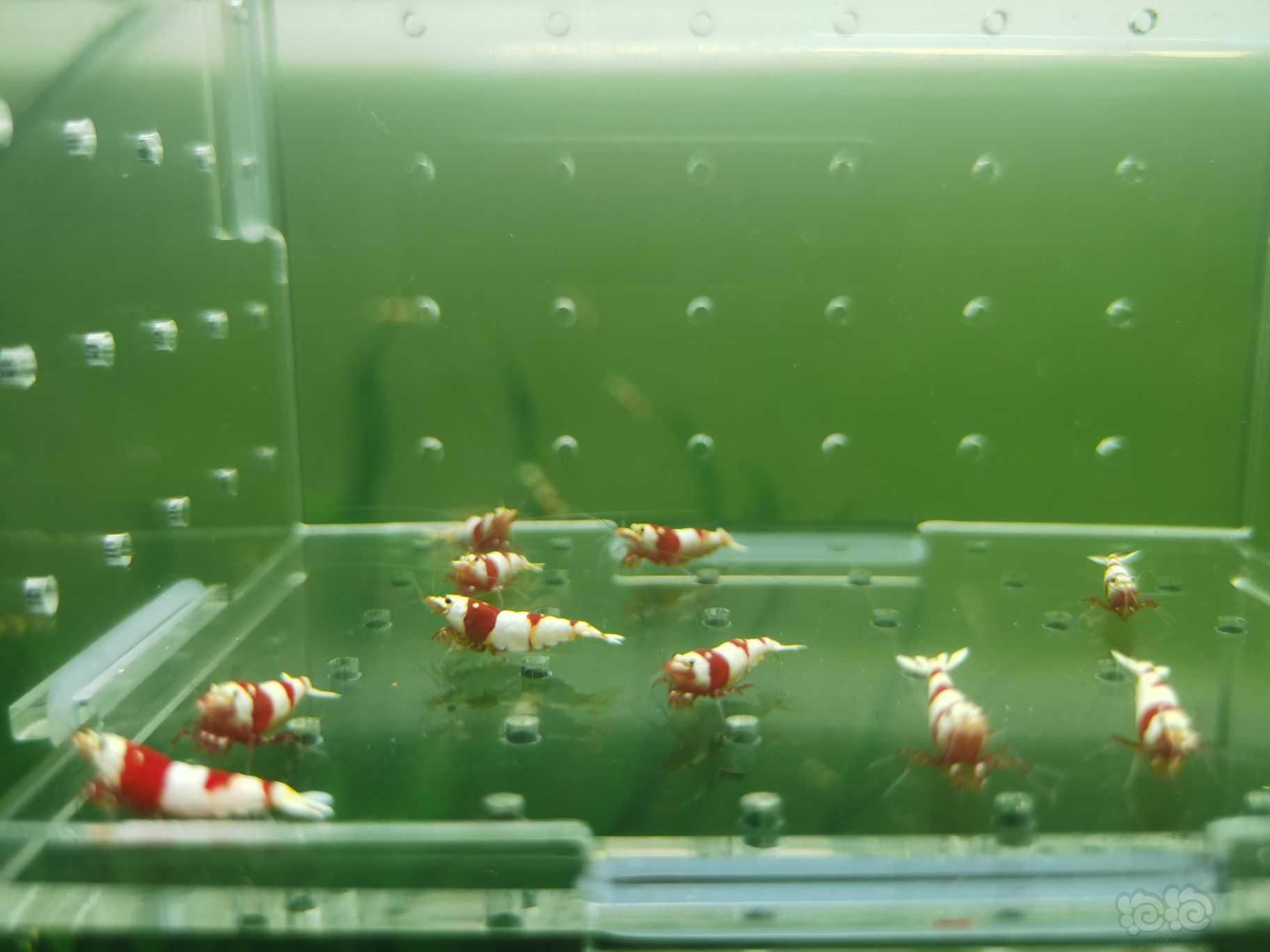 【水晶虾】出一份10只红白繁殖组-图2