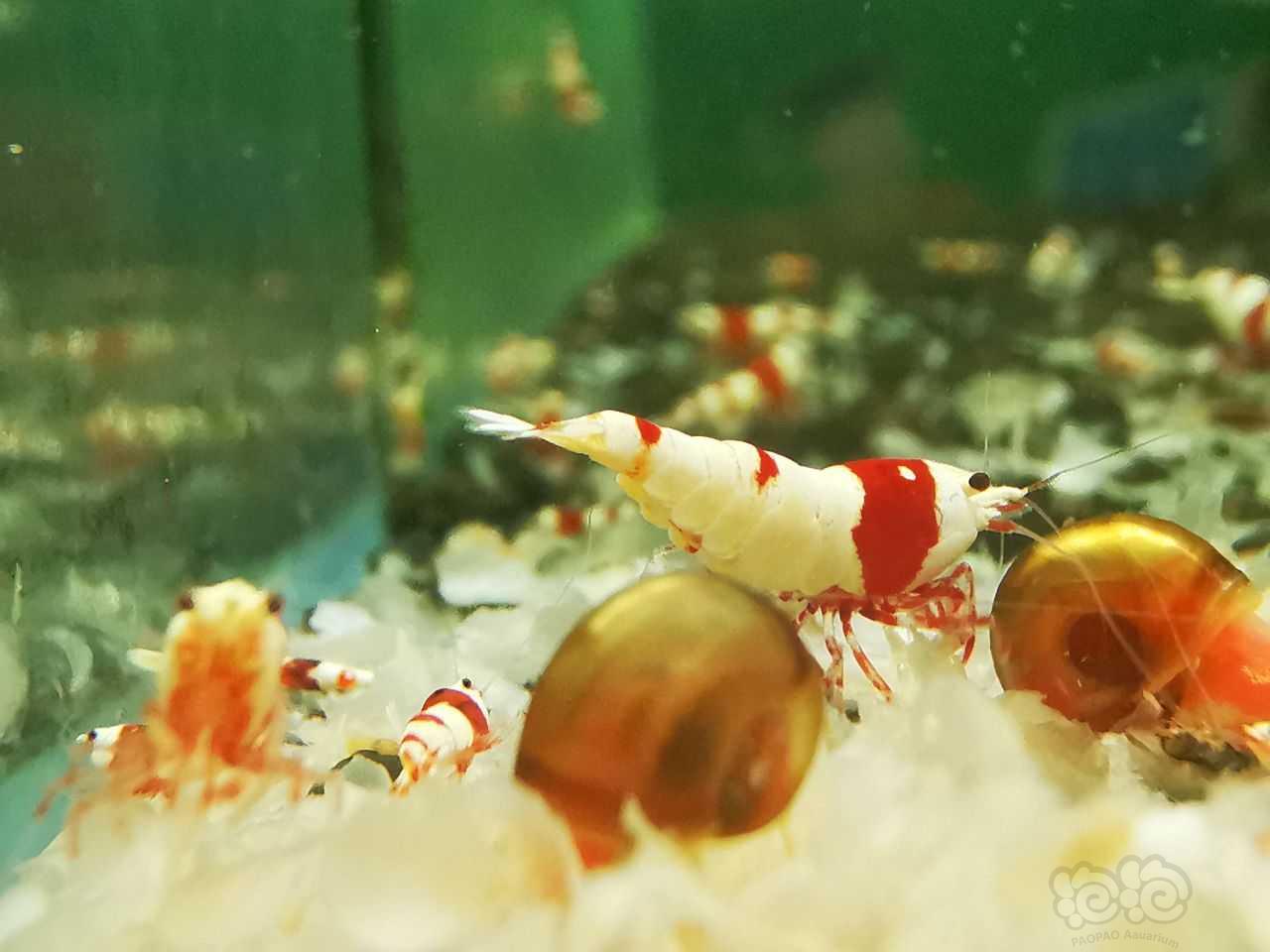 【虾】2022-3-12#RMB拍卖系统红白2公7母-图6