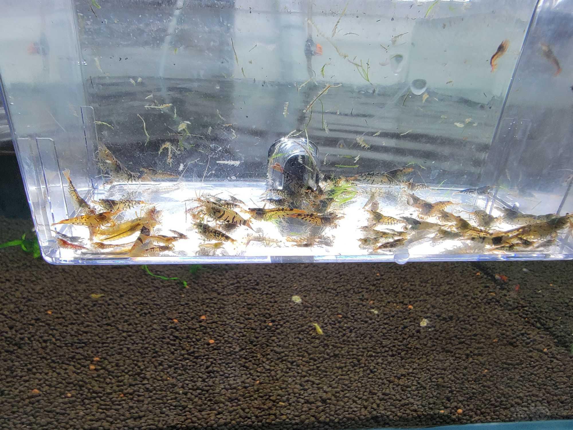 【虾】2022-03-07#RMB拍卖#虎纹虾和黑白打过30只-图2