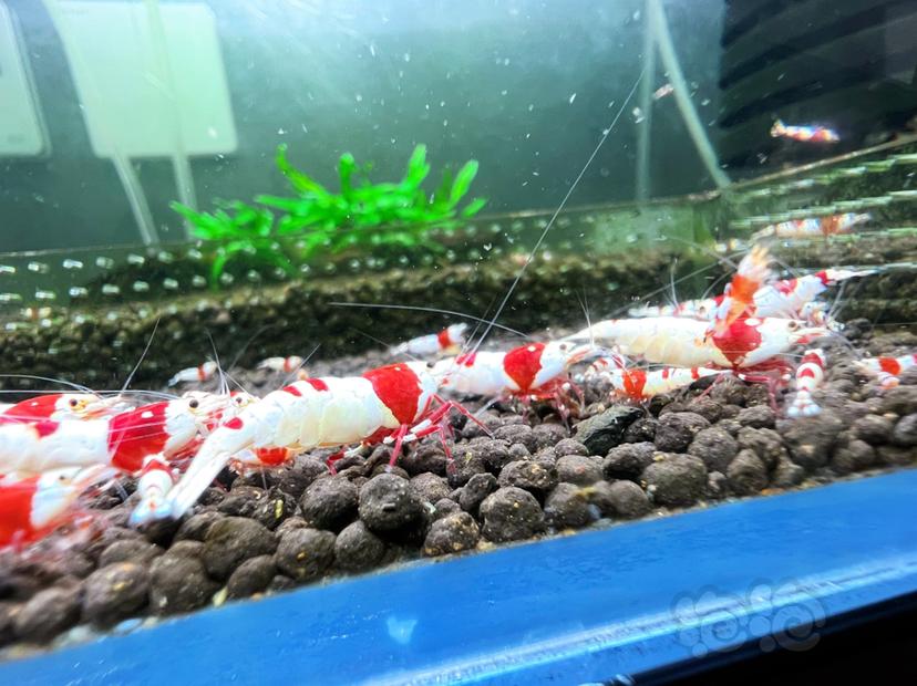 【水晶虾】清缸出红脚厚甲基因红白水晶虾，公母都有-图5
