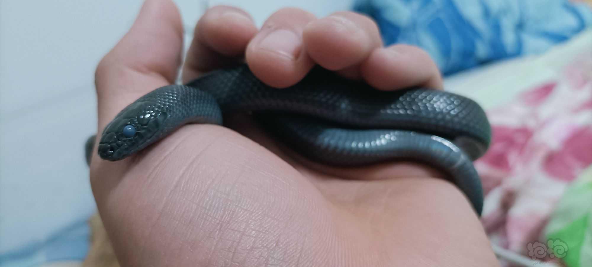 蛇蛇褪皮-图3