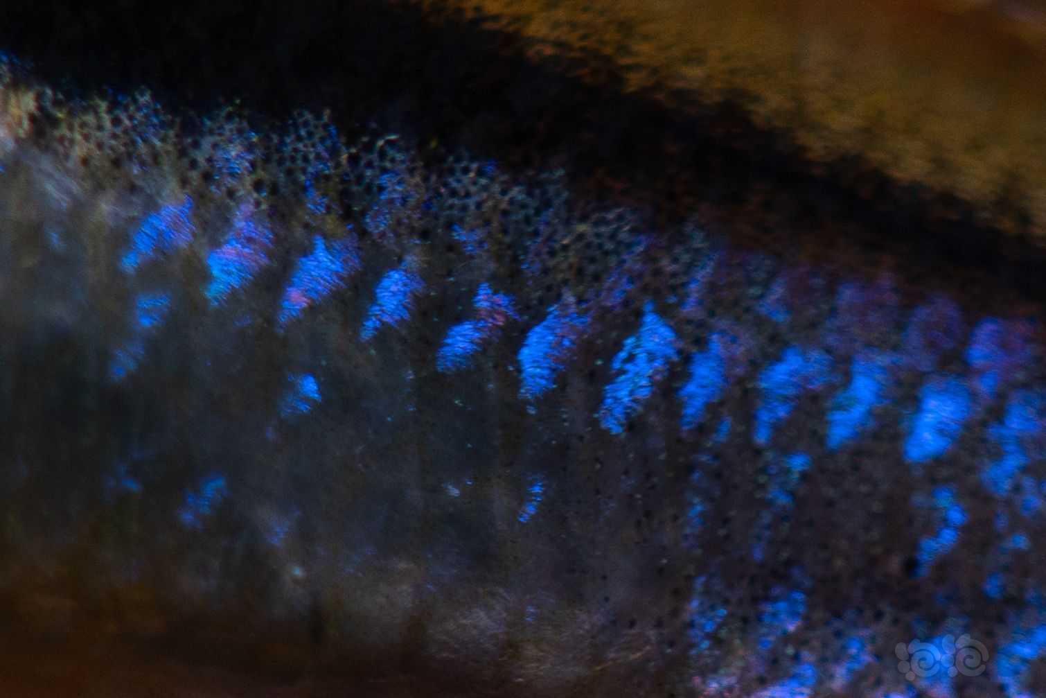 【灯科鱼】彩魔迷人的结构色蓝光-图5