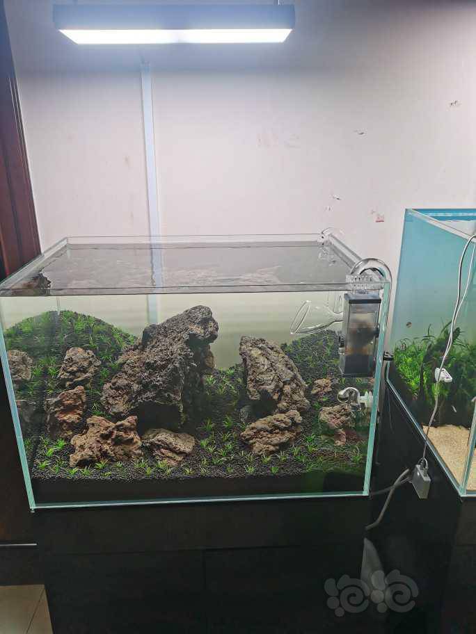 60火山石牛毛缸