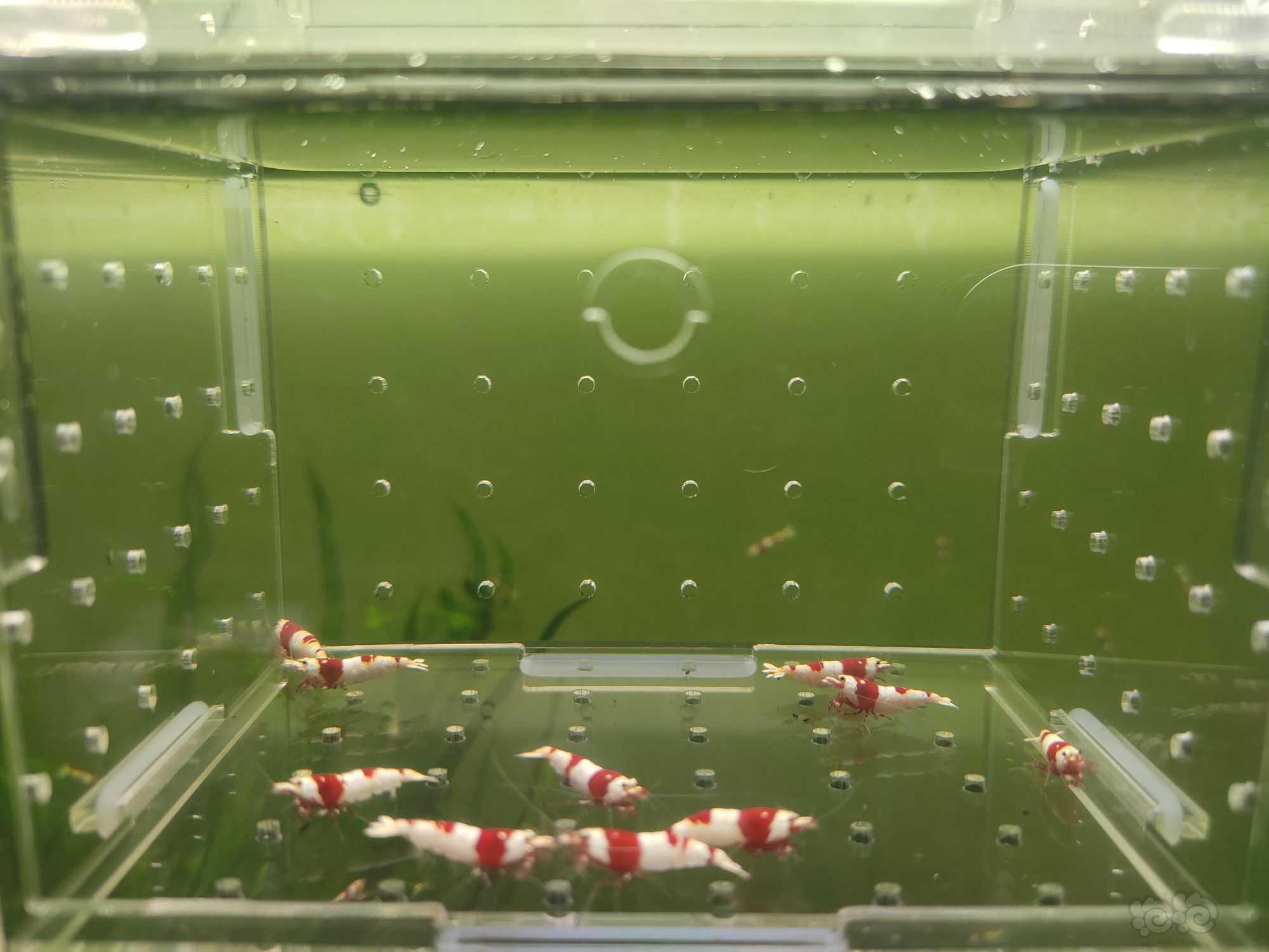 【水晶虾】出一份10只二线红白繁殖组-图1