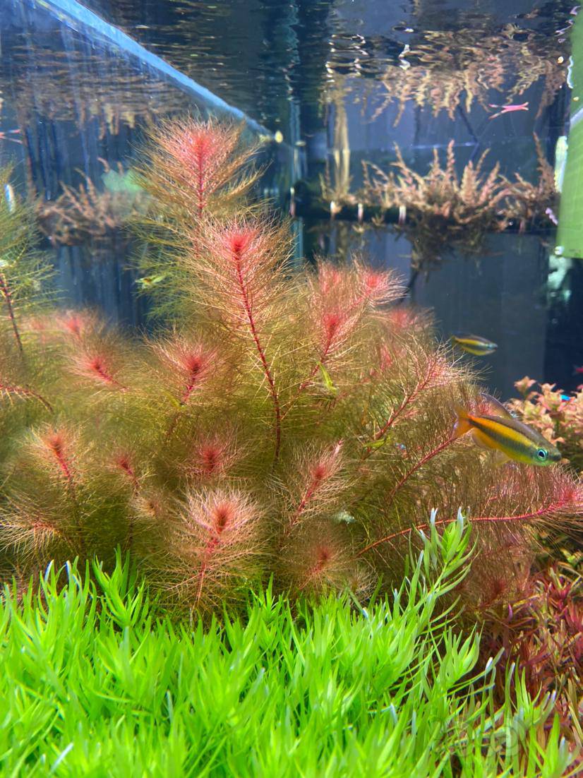 出南美小圆叶水草  100来颗-图3