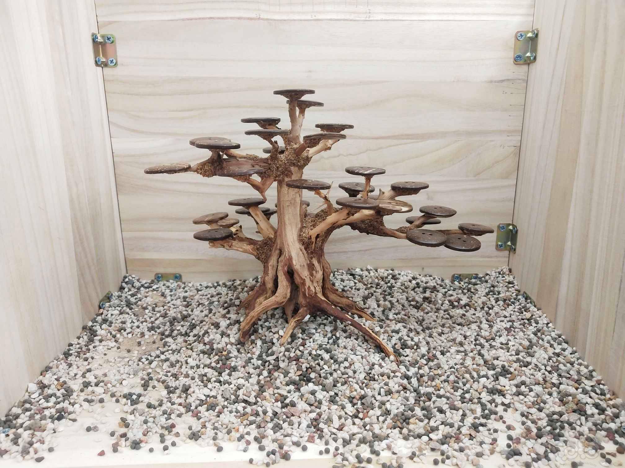 莫斯树骨架-图5