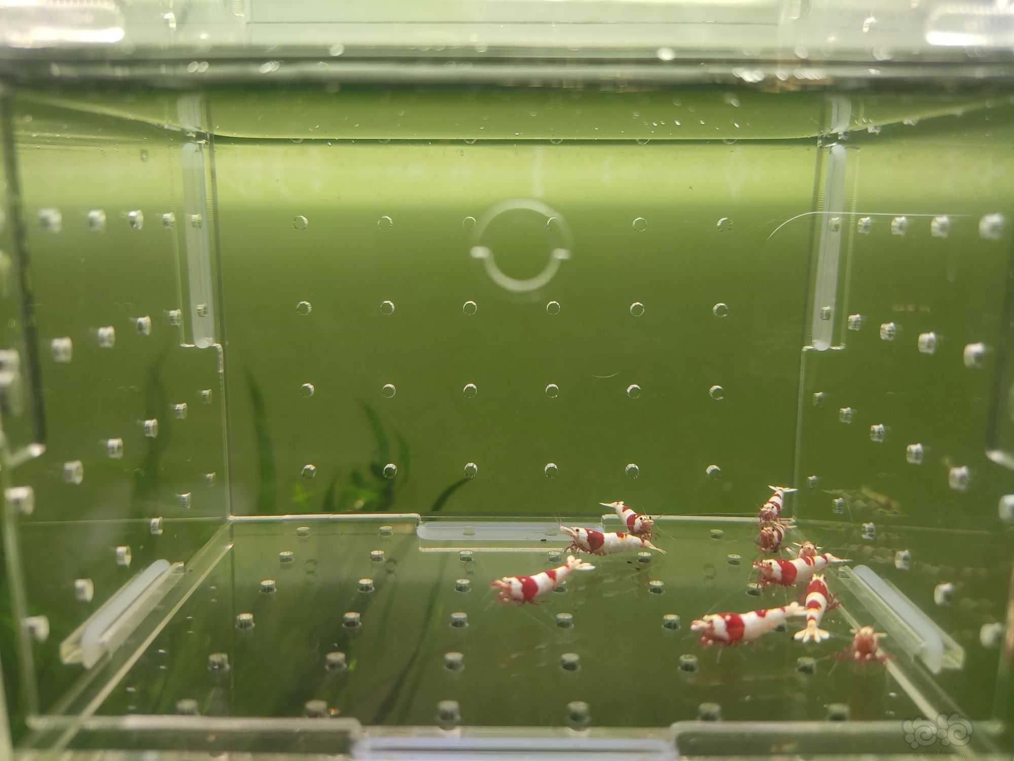 【水晶虾】出一份10只二线红白繁殖组-图2