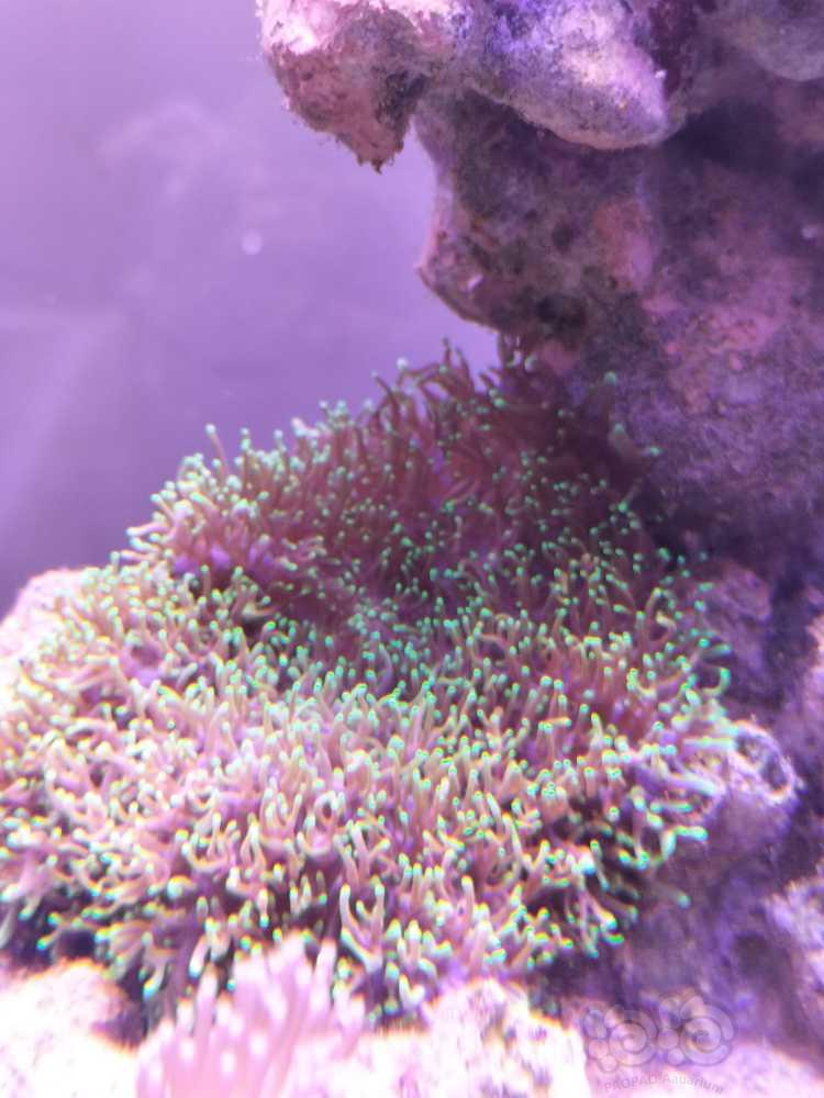 越来越觉得珊瑚在缸里的美-图7