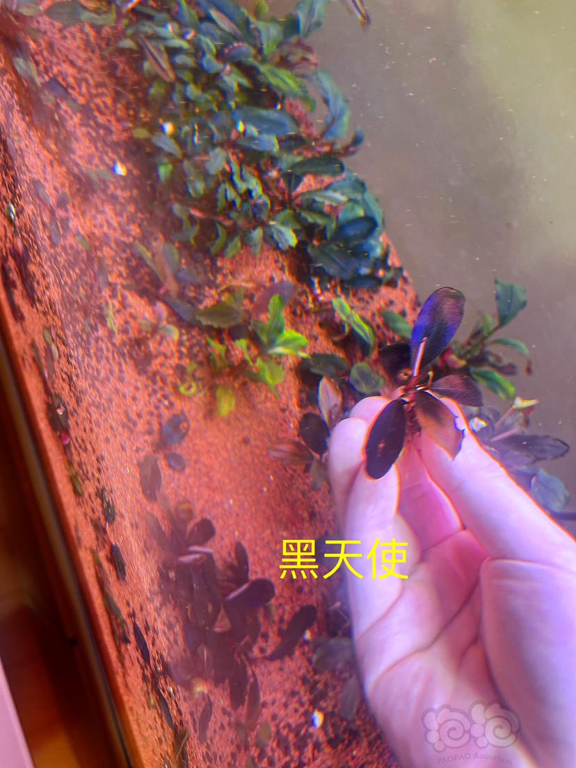 【辣椒榕】数码海 黑天使 12圆 硬币海-图6