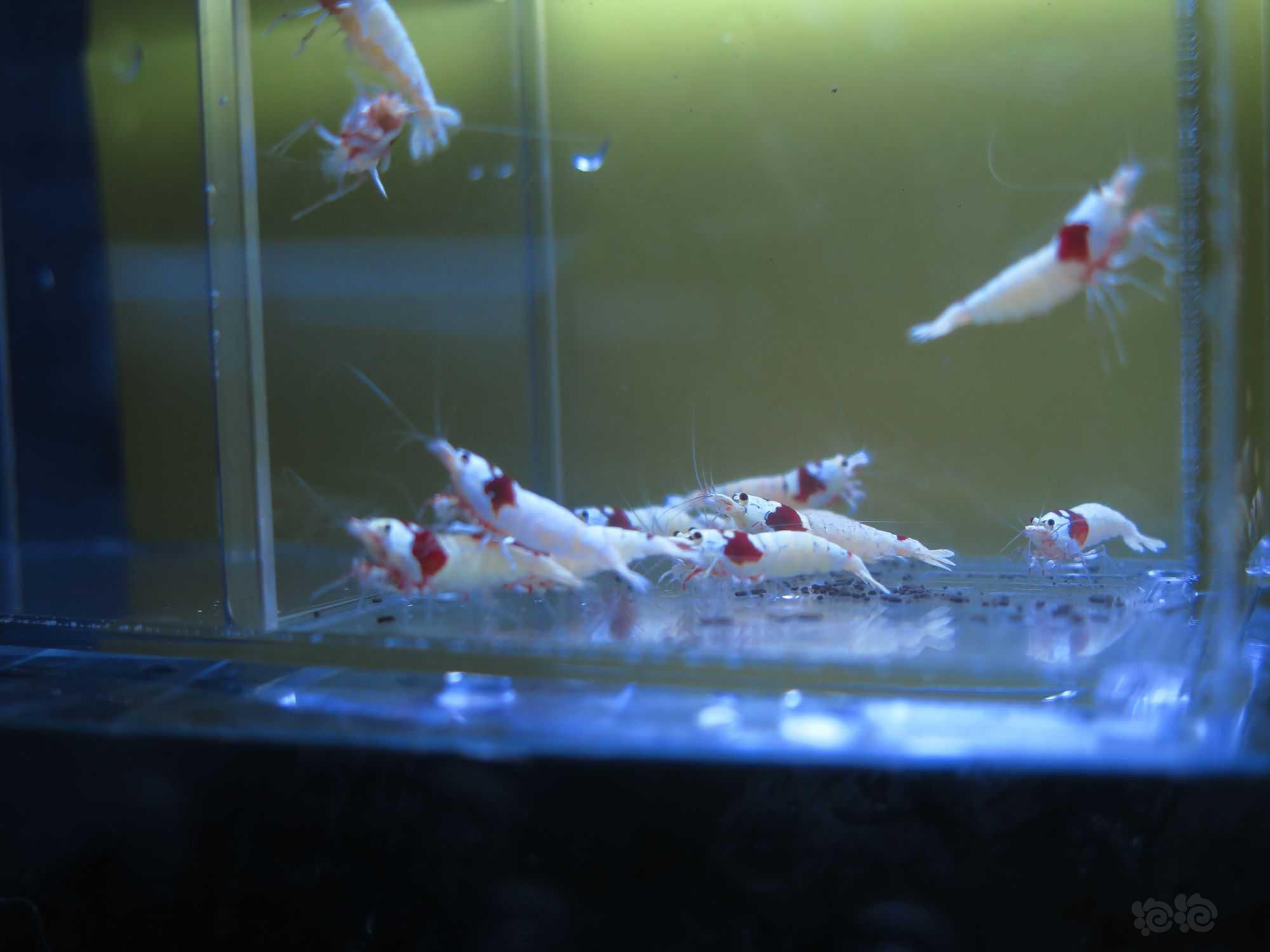 【虾】2022-3-18#RMB拍卖红白水晶虾3公10母-图8