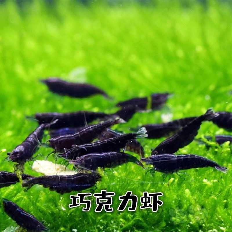 【水晶虾】长年出售各种观赏虾米虾，批发及零售，招代理可代卖-图2