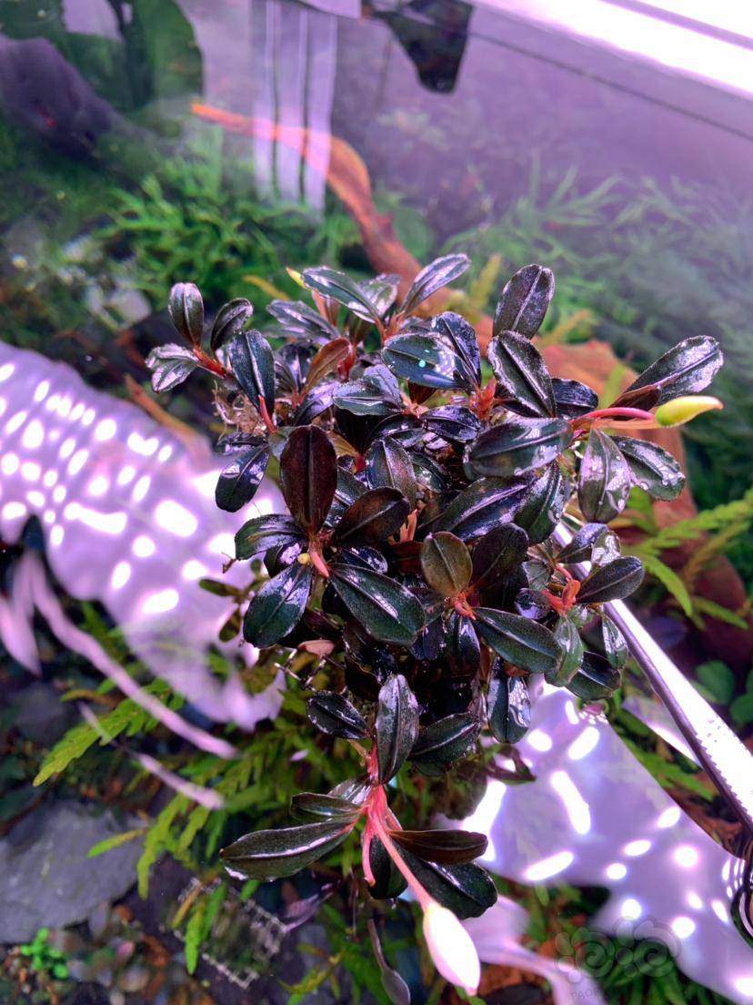 求教大佬辣椒榕品种