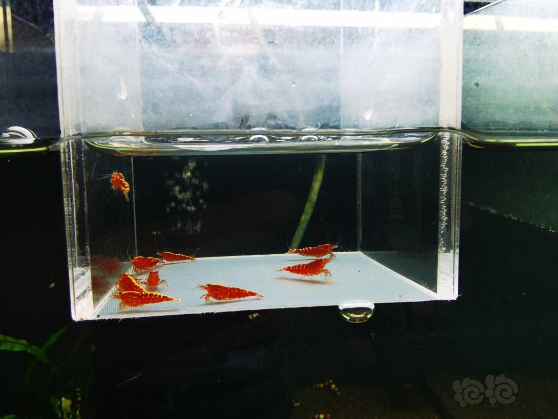 【虾】2022-3-11#RMB#拍卖红银河小苗10只一份-图3