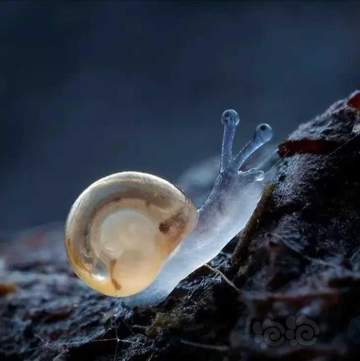 蜗牛🐌-图1