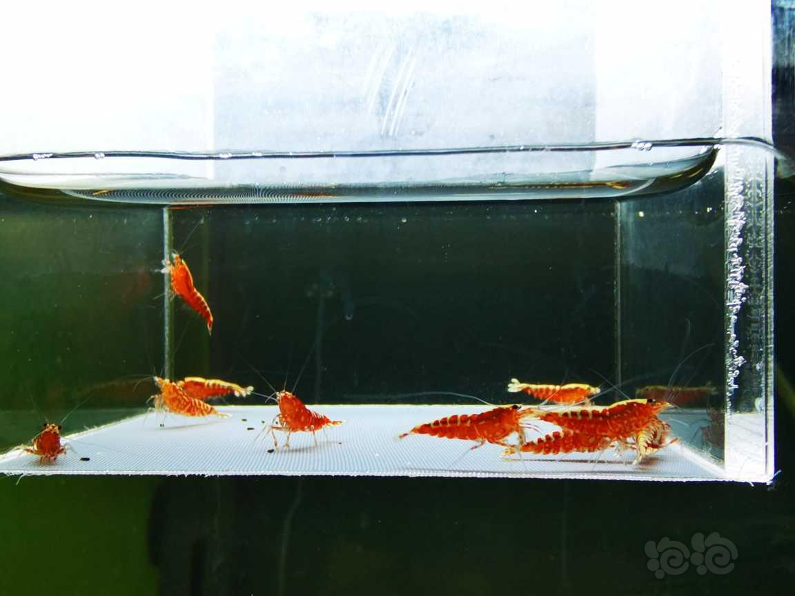 【虾】2022-3-17#RMB#拍卖红银河星钻小苗一份10只。-图3
