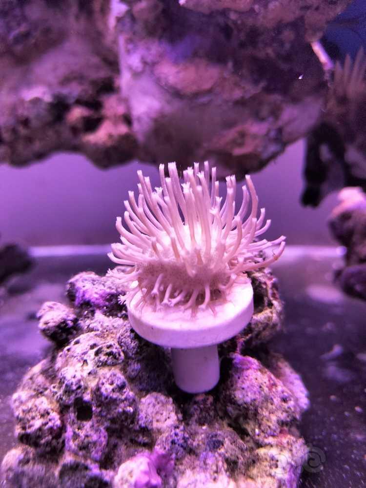 越来越觉得珊瑚在缸里的美-图4