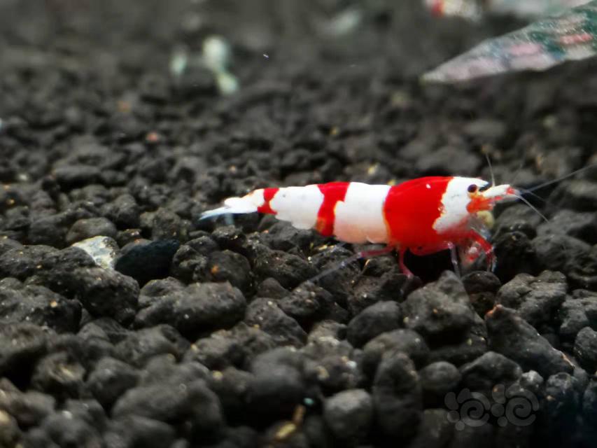 【虾】2022-03−30#RMB拍卖红爪经典三段红白繁殖组-图3