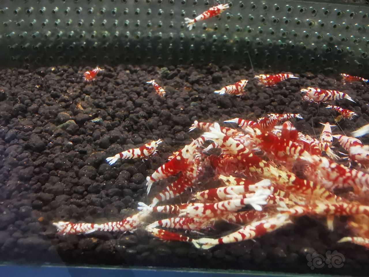 【水晶虾】清缸出太极红花虎淘汰压成和成虾-图1