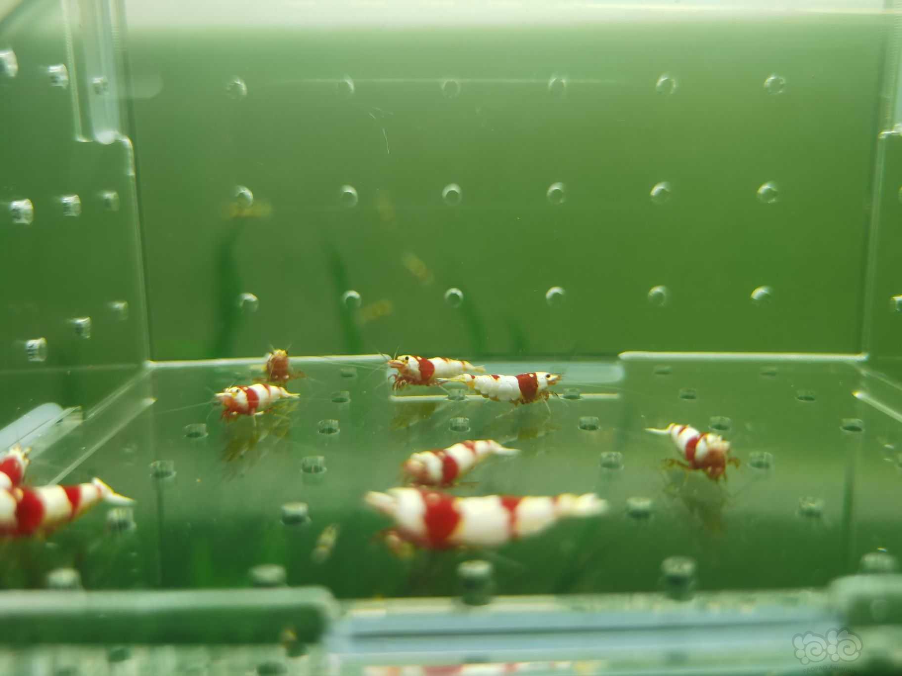 【水晶虾】出一份10只红白繁殖组-图3