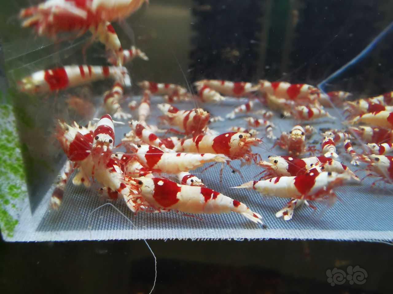 【水晶虾】清缸，包缸出一缸红白-图6