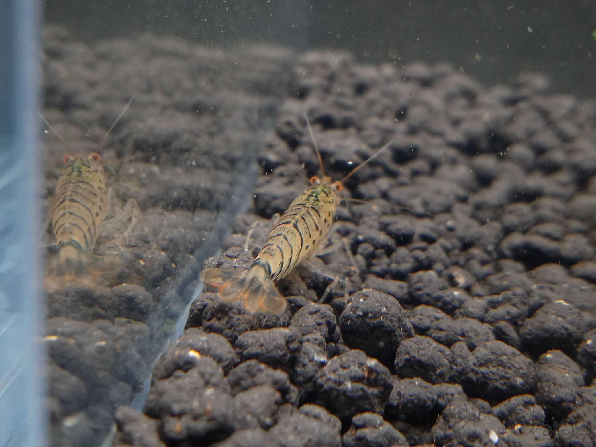 条纹珍珠虎纹虾-图2