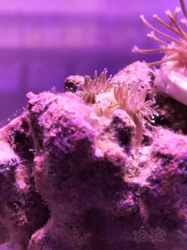 越来越觉得珊瑚在缸里的美-图3
