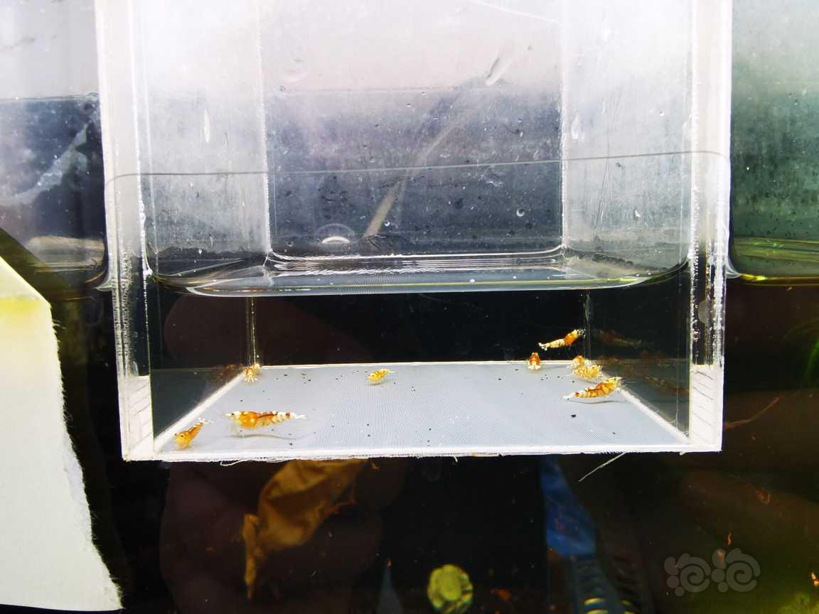 【虾】2022-3-14#RMB#拍卖红花虎一份10只。-图3