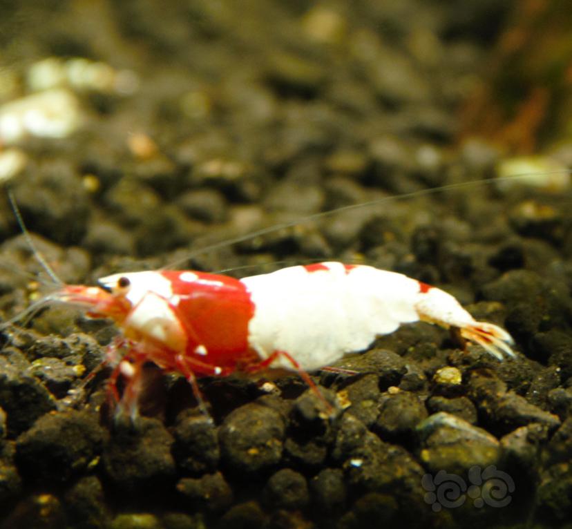 【水晶虾】出红白-图9