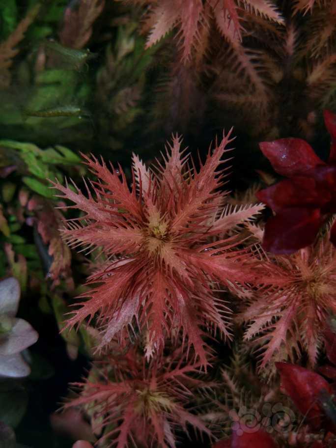小红梅 紫红丁香-图1