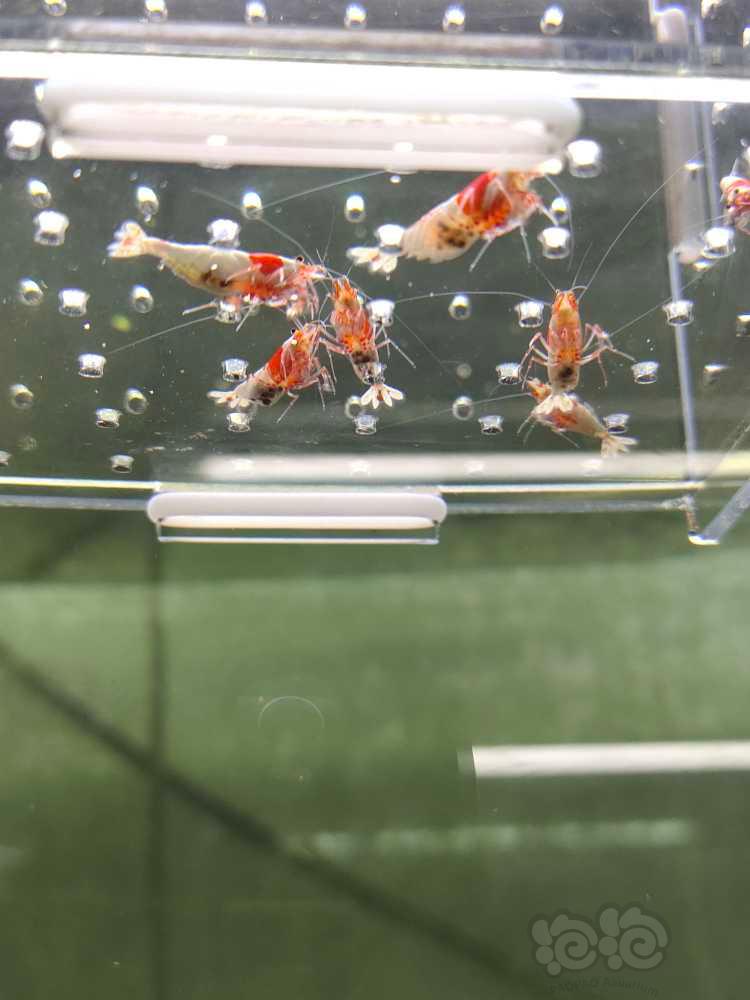 【虾】2022－3－29#RMB拍卖红白纯血7只一组-图3