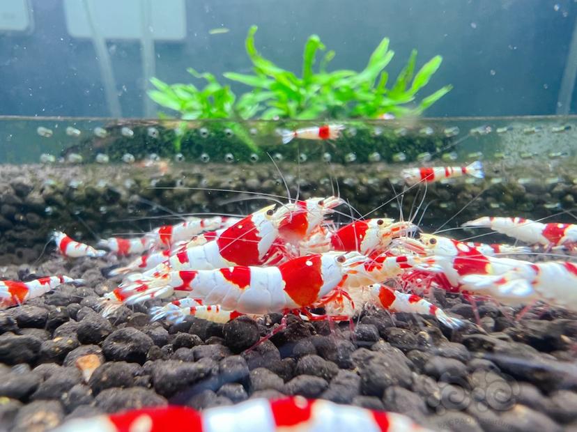 【水晶虾】清缸出红脚厚甲基因红白水晶虾，公母都有-图1