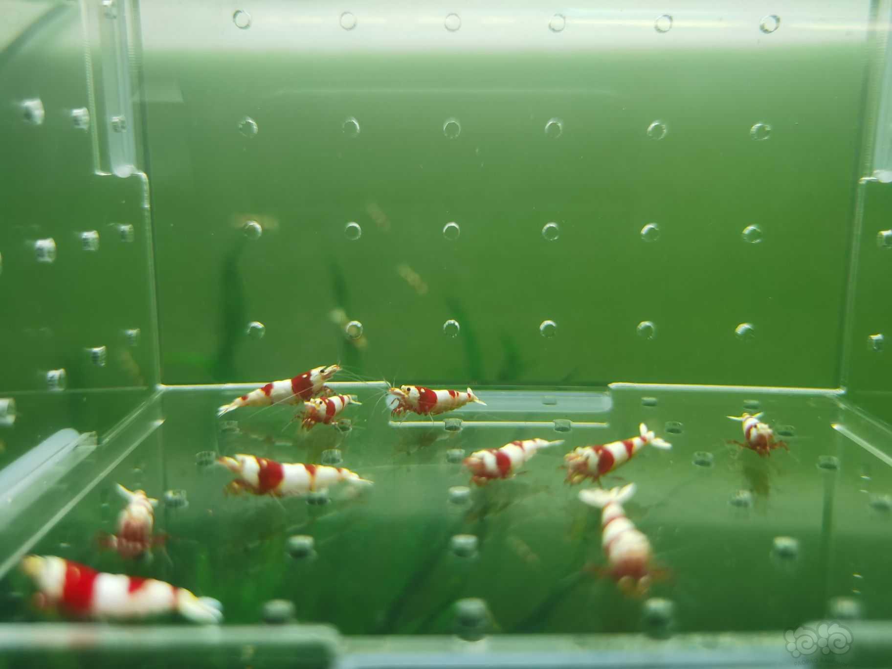 【水晶虾】出一份10只红白繁殖组-图1
