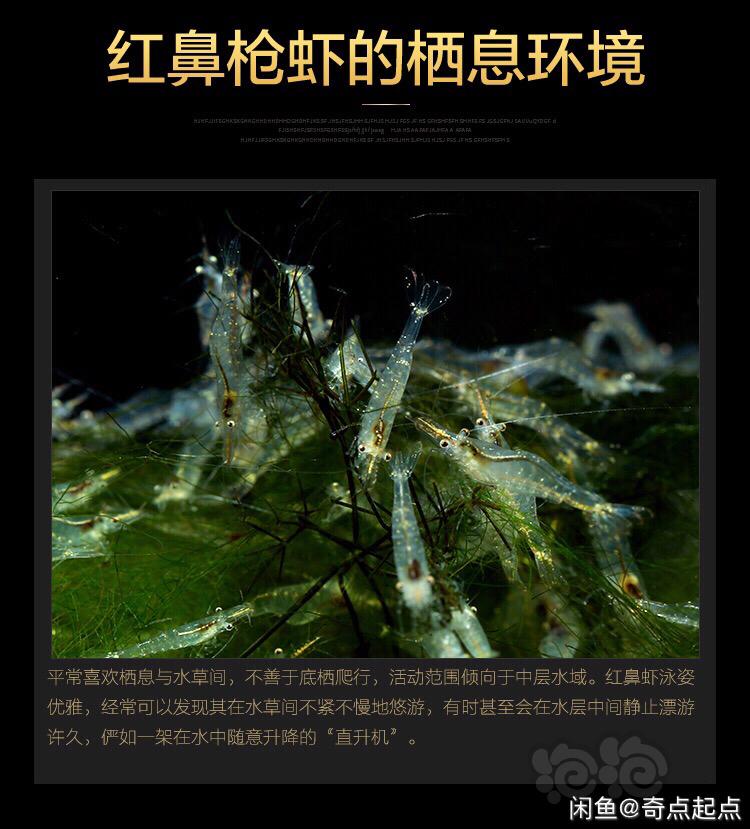 出国产红鼻虾虾-图4