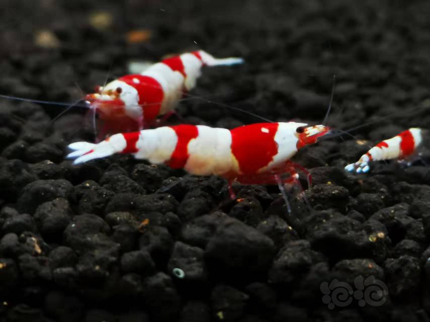 【虾】2022-03−30#RMB拍卖红爪经典三段红白繁殖组-图6