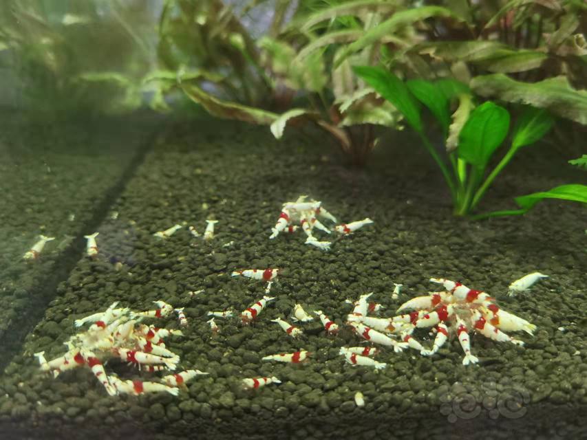 【水晶虾】上岸出整套水晶虾缸（设备➕生物）-图3