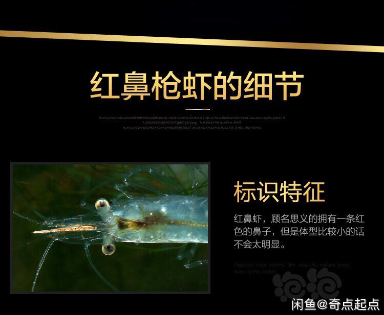出国产红鼻虾虾-图7