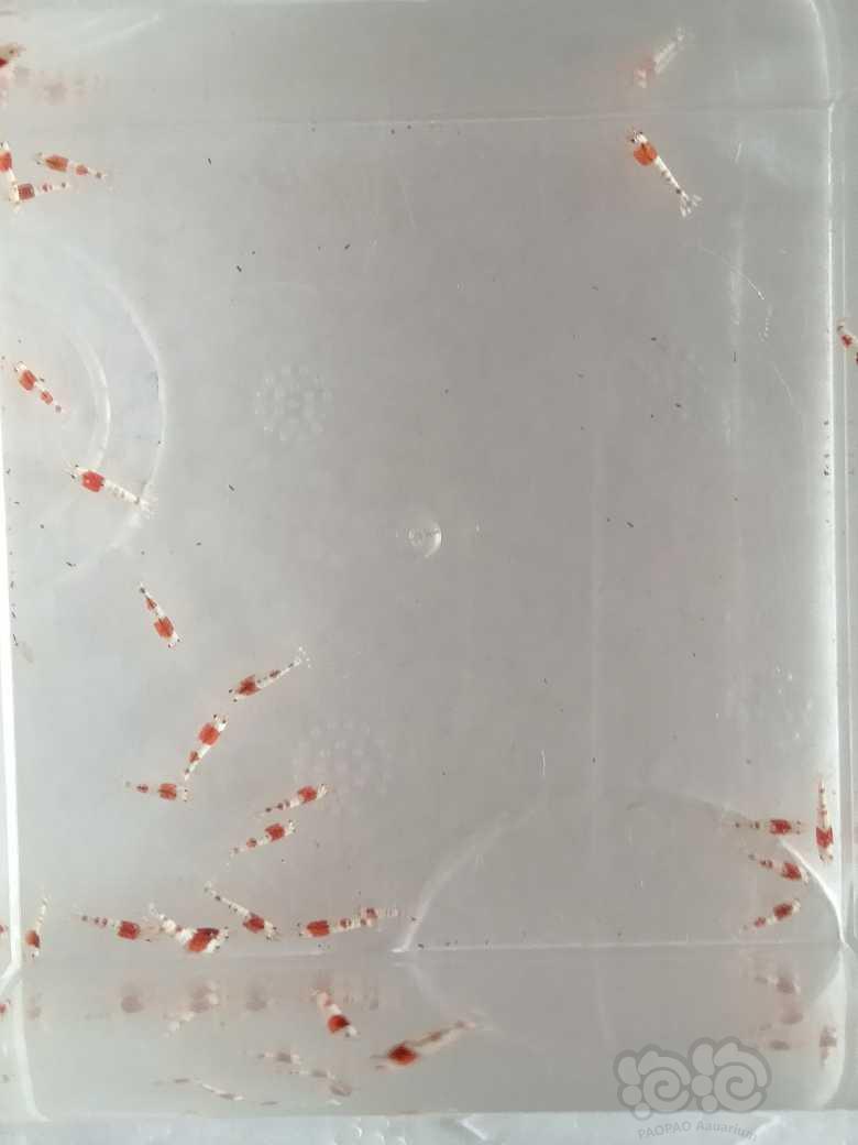 【虾】2022-03-13#RMB拍卖红白纯血苗子一组20只-图1