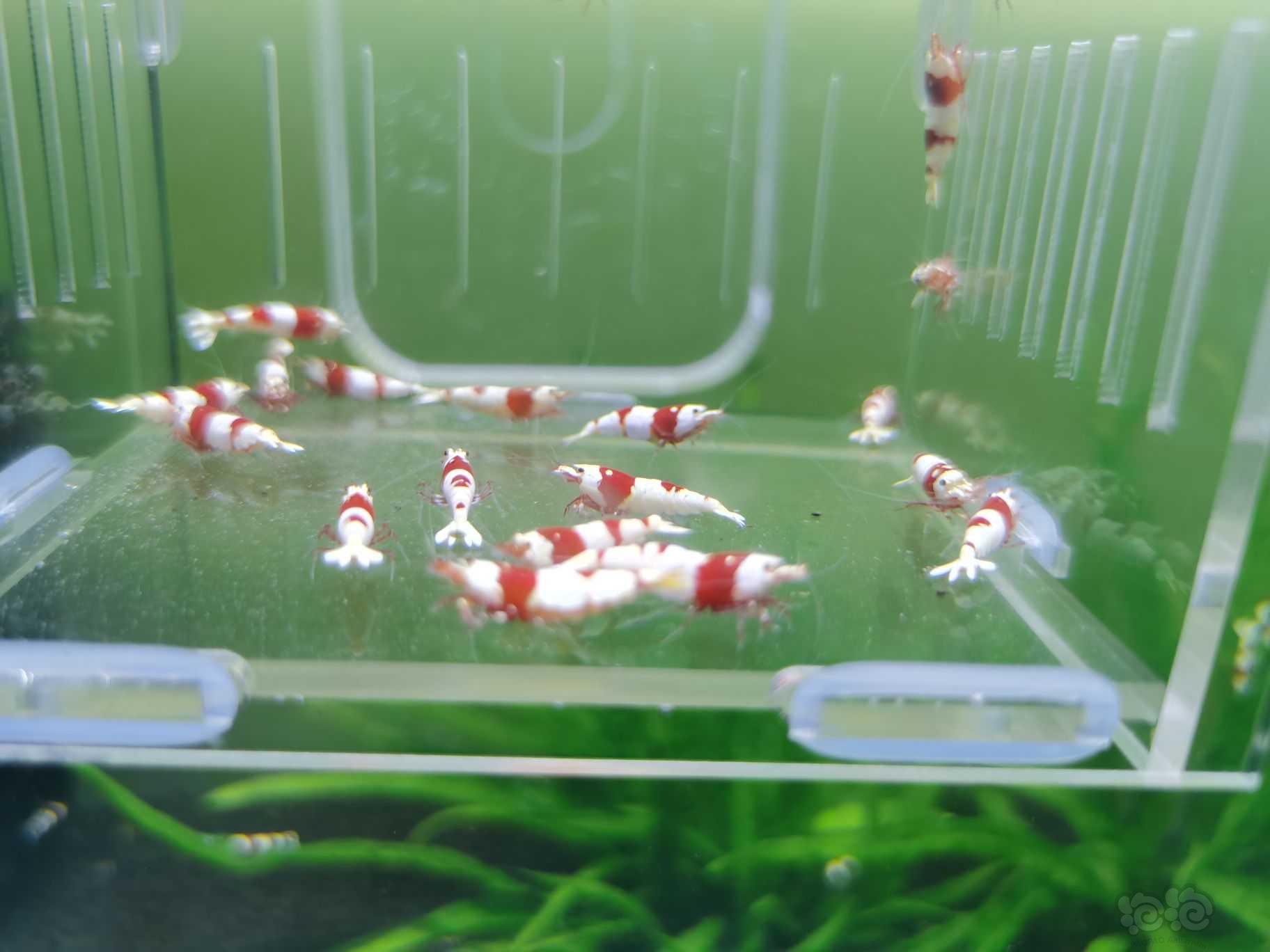 【水晶虾】二线红白成虾繁殖组20只-图2