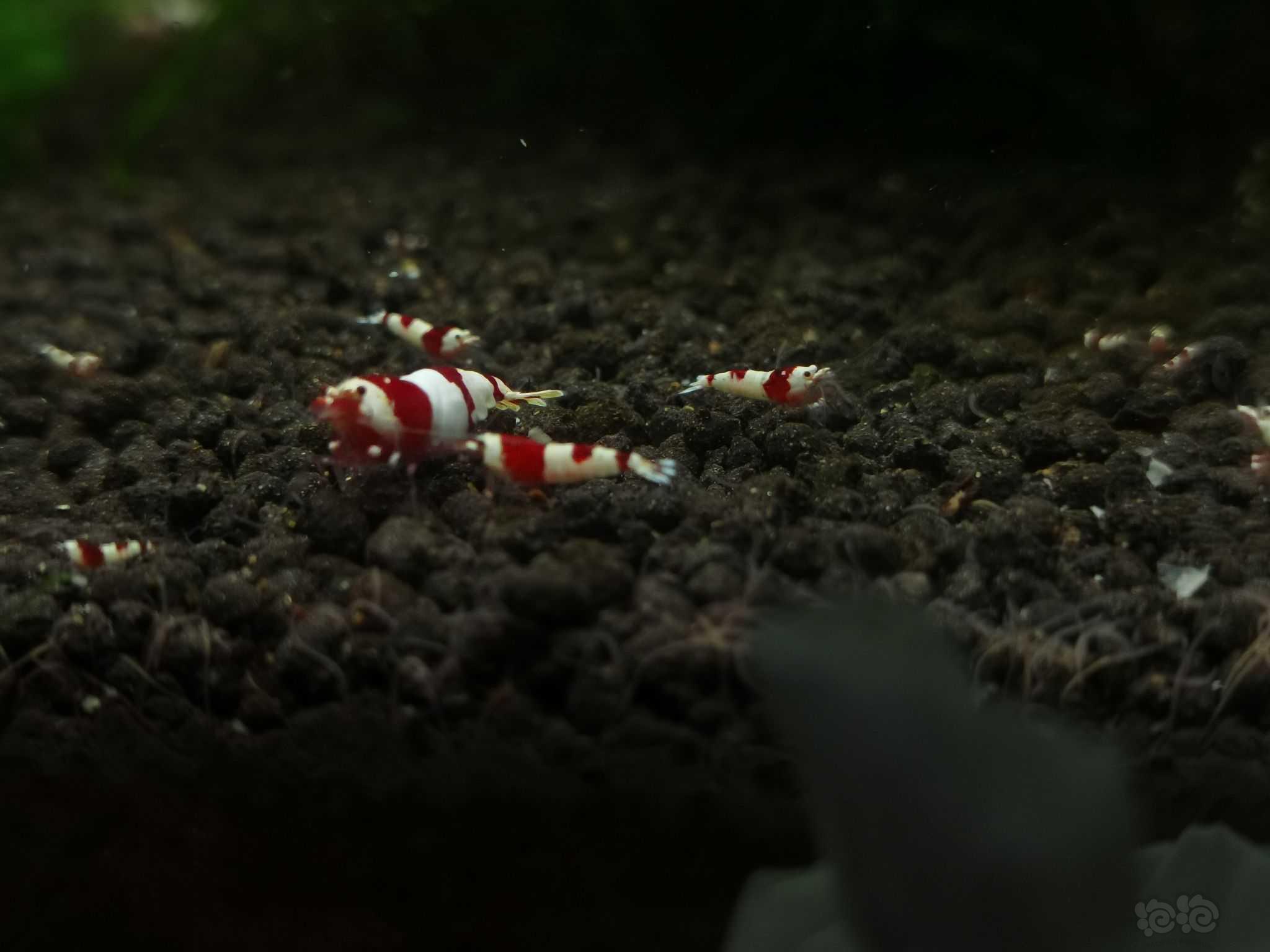 【水晶虾】出名家血统红白水晶虾-图6