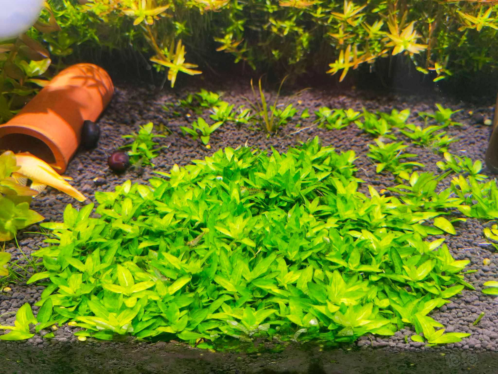 出水草 泡泡水族