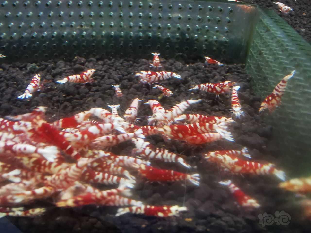 【水晶虾】清缸出太极红花虎淘汰压成和成虾-图3