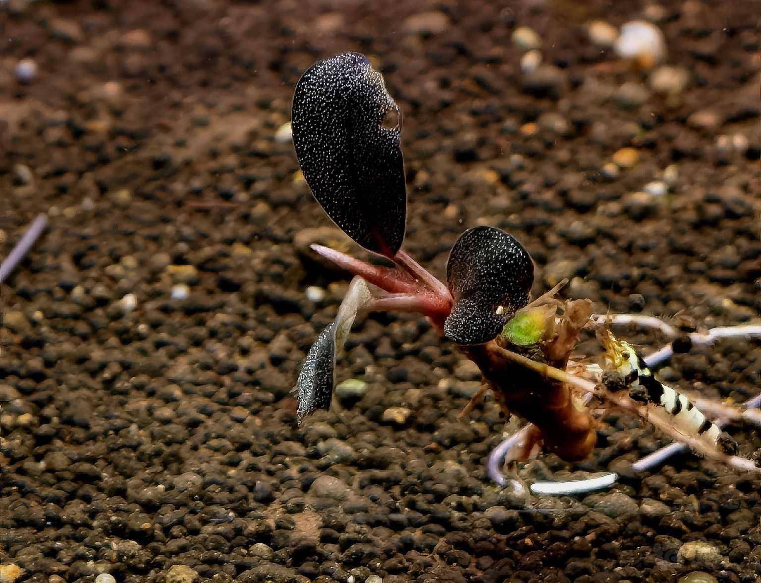 出红脉,紫曈,挚友.-图5