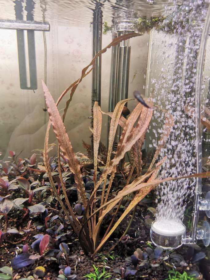 出一个自养多年的ADA虎纹椒草，大壮株，一颗镇缸-图3
