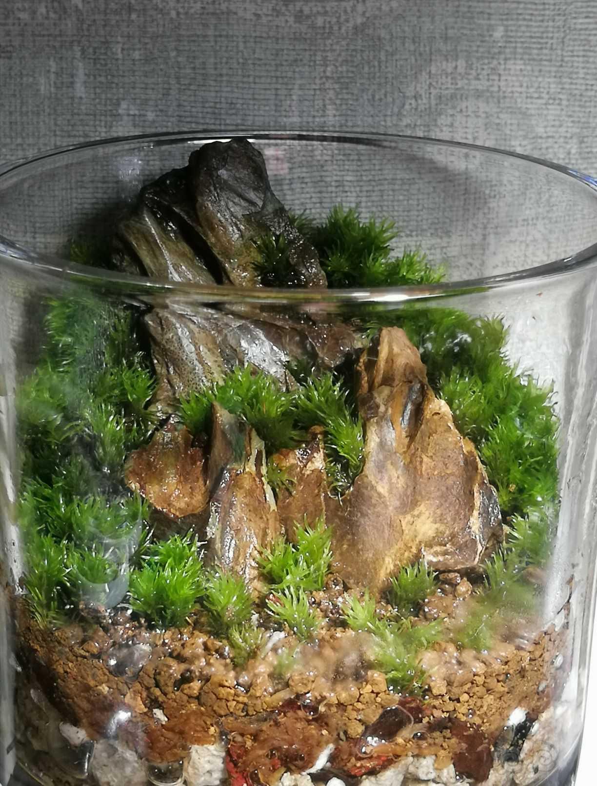 【苔藓】玻璃杯苔藓-图1