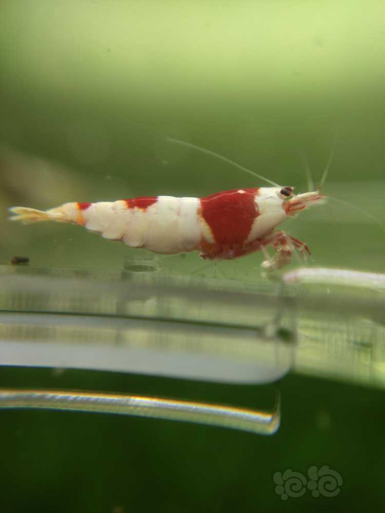 【水晶虾】二线红白成虾繁殖组20只-图1
