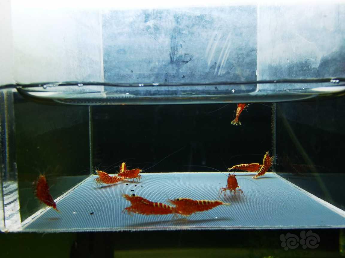 【虾】2022-3-17#RMB#拍卖红银河星钻小苗一份10只。-图5