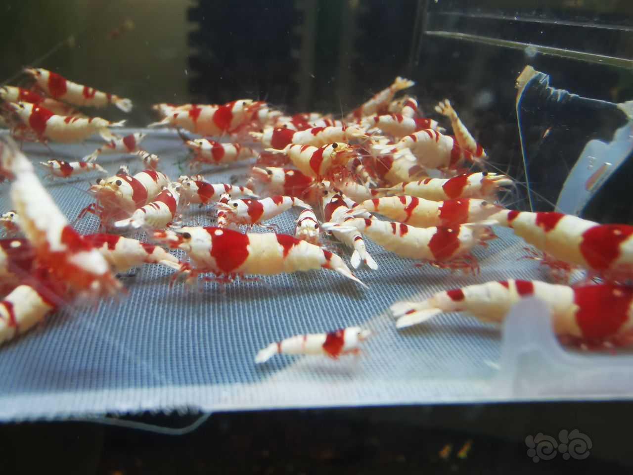 【水晶虾】清缸，包缸出一缸红白-图3