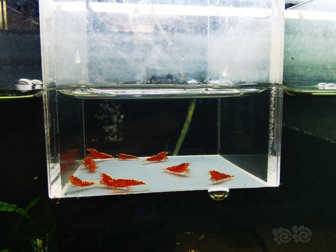 【虾】2022-3-11#RMB#拍卖红银河小苗10只一份-图2